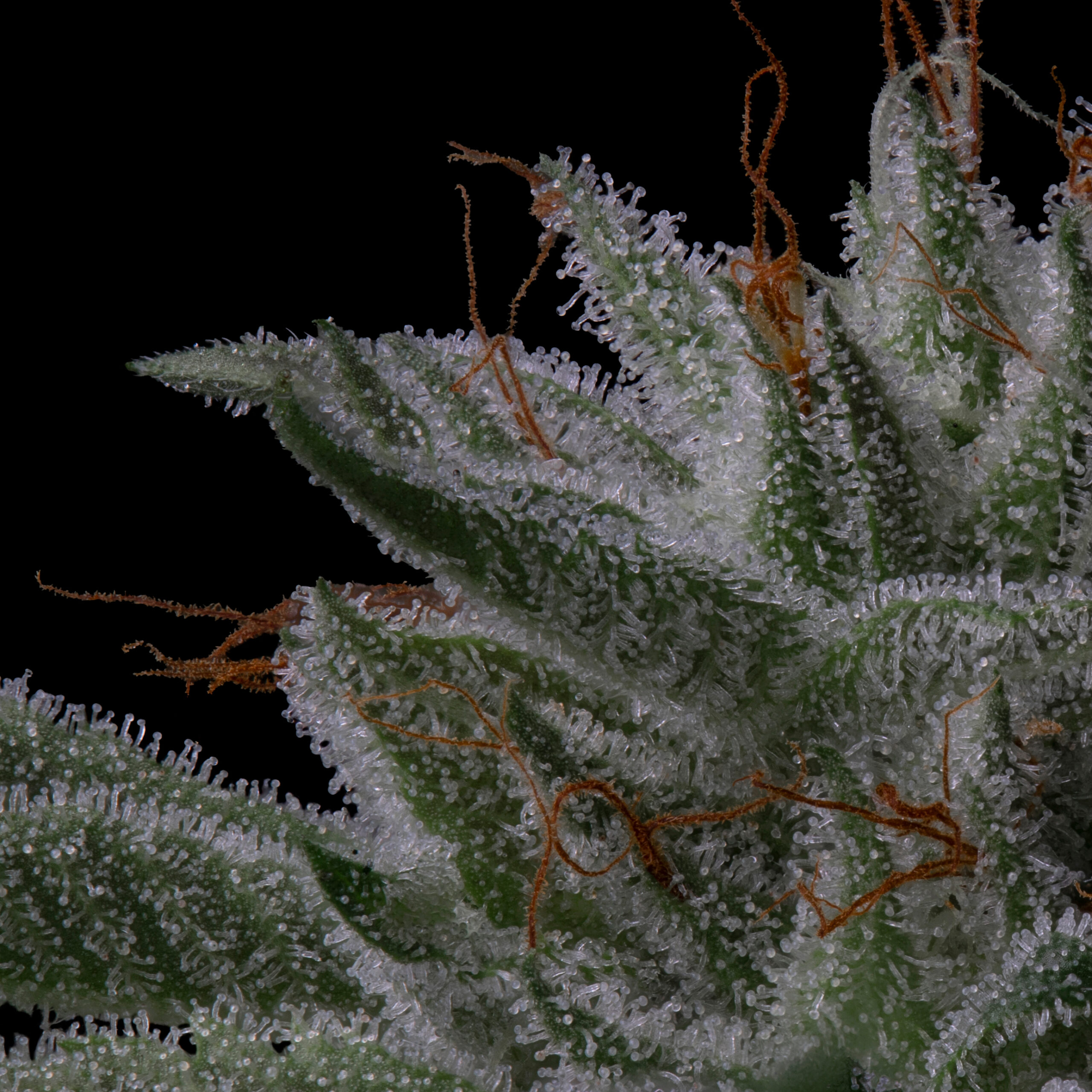 Trichomes Autoflower