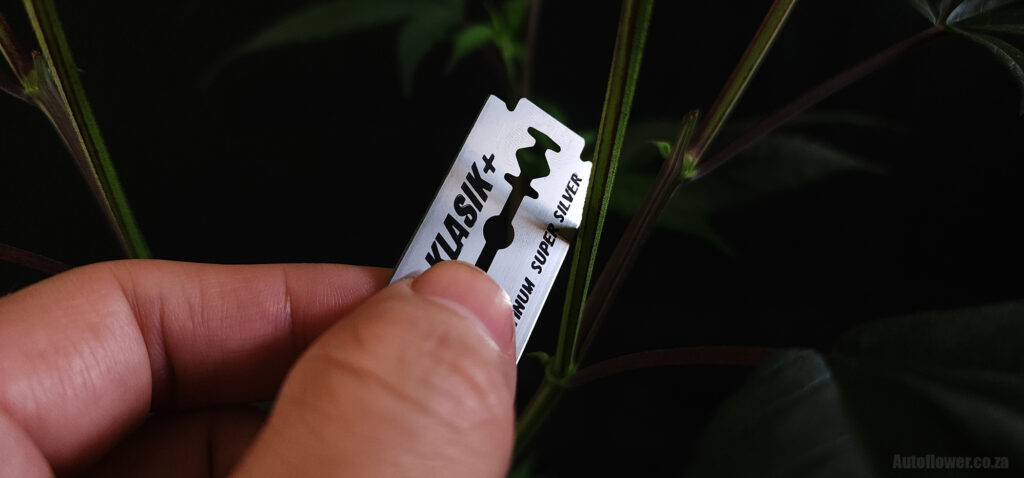 Scalpel being held up to a cannabis stem